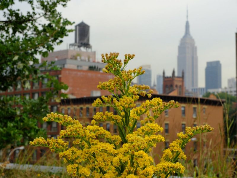 New York
