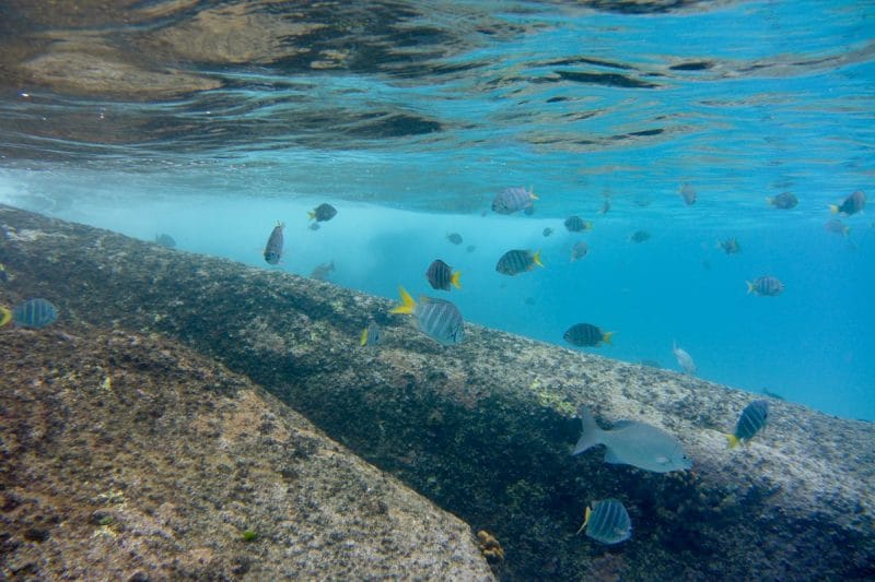 snorkeling