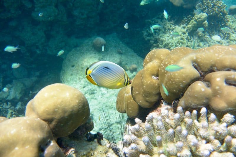 snorkeling