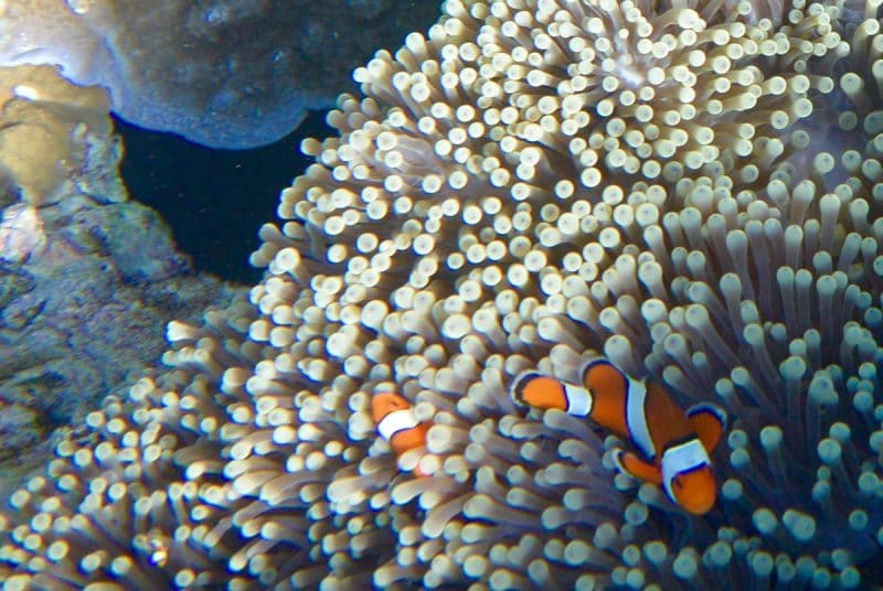 snorkeling