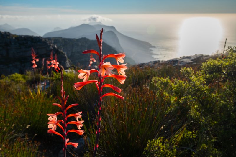 Cape Town - Table Mountain