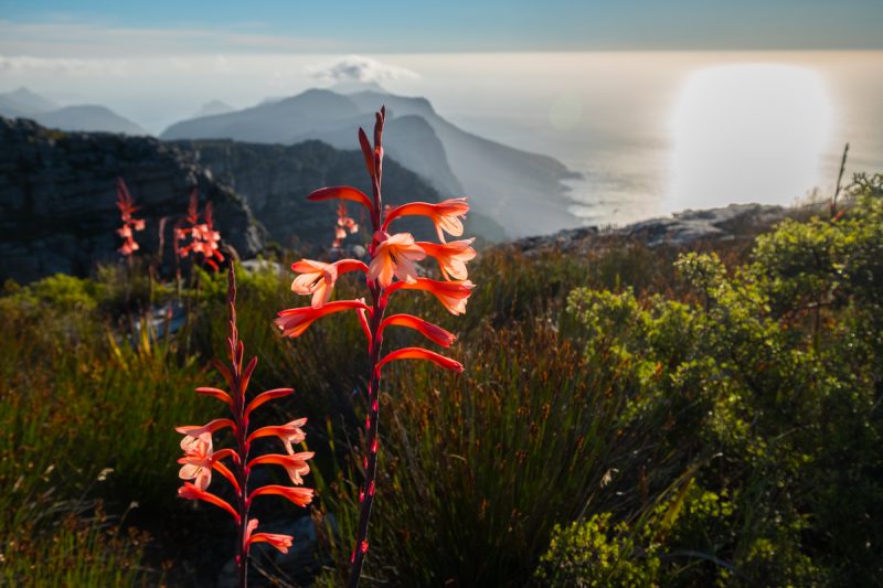 Cape Town - Table Mountain