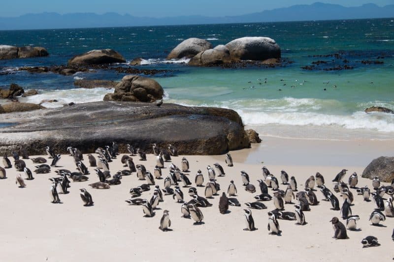 Cape Town - Boulders Penguin Colony Reserve
