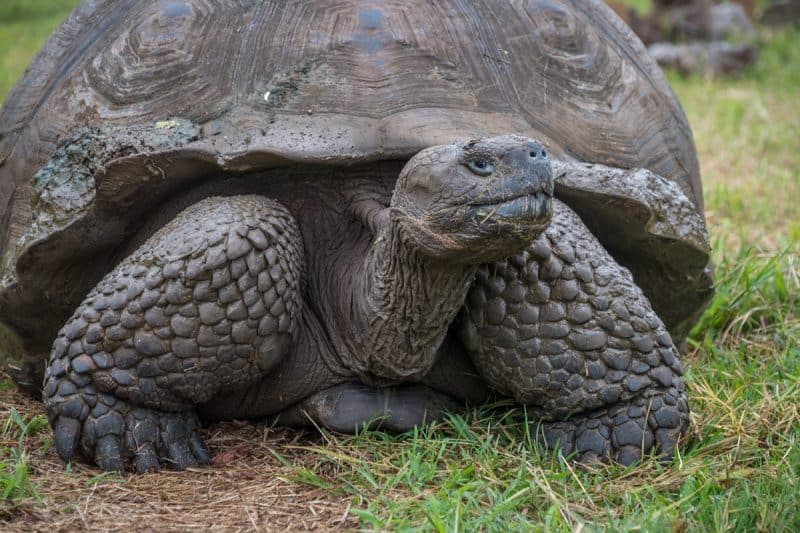 galapagos - tartaruga gigante