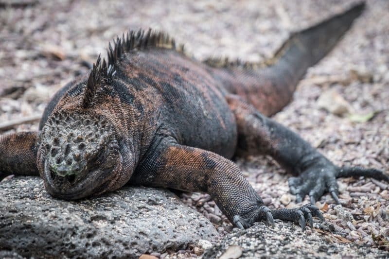 galapagos - isabela - iguana