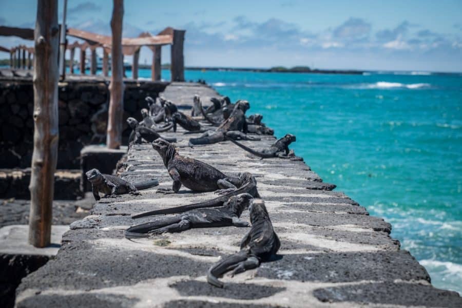 galapagos - isabela - iguane