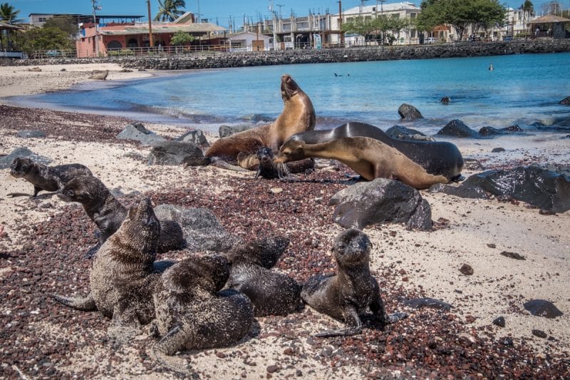 galapagos - leoni marini a san cristobal
