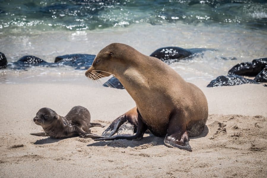galapagos - leoni marini a san cristobal