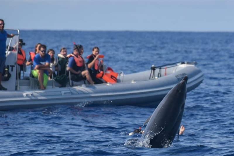 azzorre nuoto con i delfini