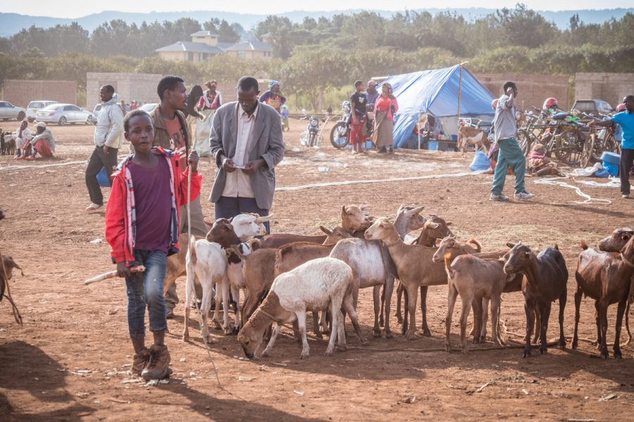 Tanzania-Safari_Karatu