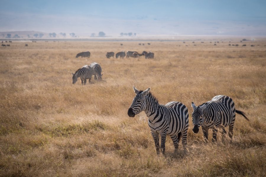 Tanzania-Safari_Ngorongoro
