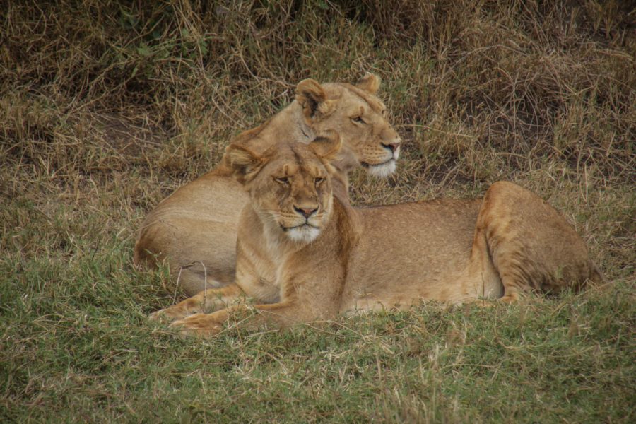 Tanzania-Safari_Serengeti