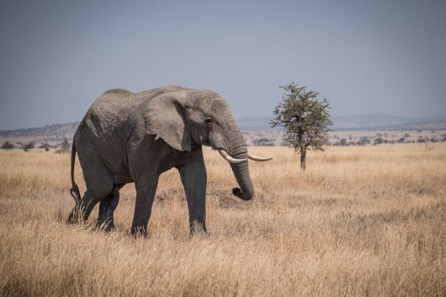 Tanzania-Safari_Serengeti