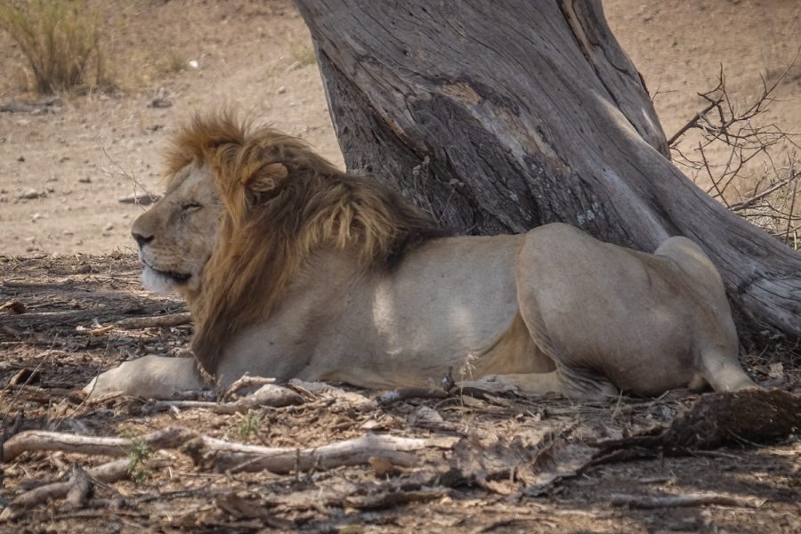 Tanzania-Safari_Serengeti