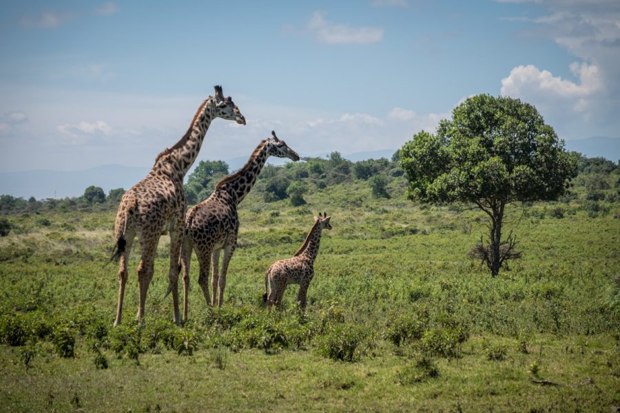 Tanzania-Safari_Arusha Nat Park
