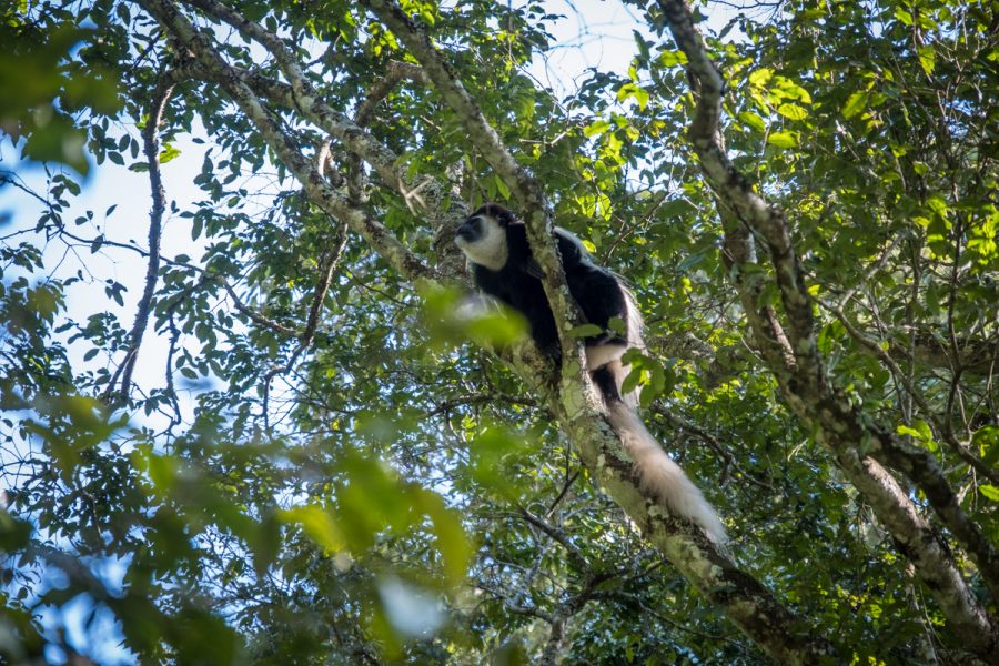 Tanzania-Safari_Arusha Nat Park