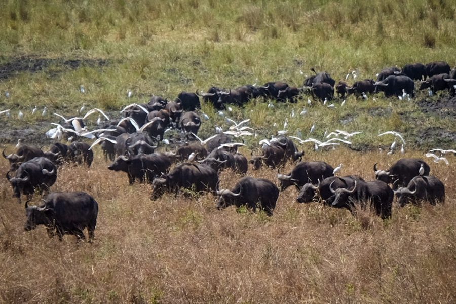 Tanzania-Safari_Tarangire