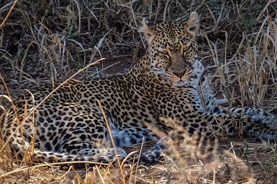 Tanzania-Safari_Tarangire