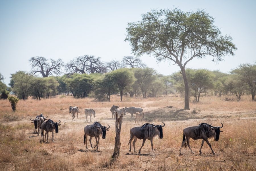 Tanzania-Safari_Tarangire