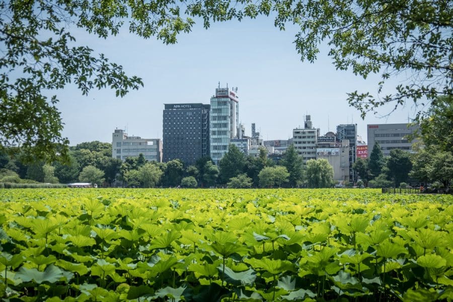 Parco di Ueno - Tokyo