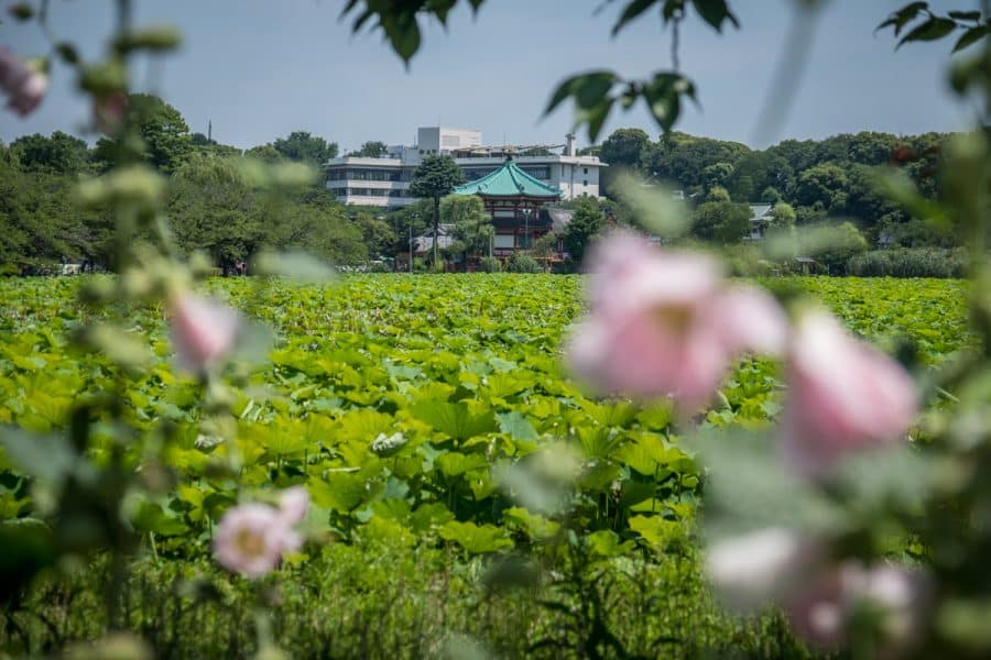 Viaggio in Giappone - Tokyo