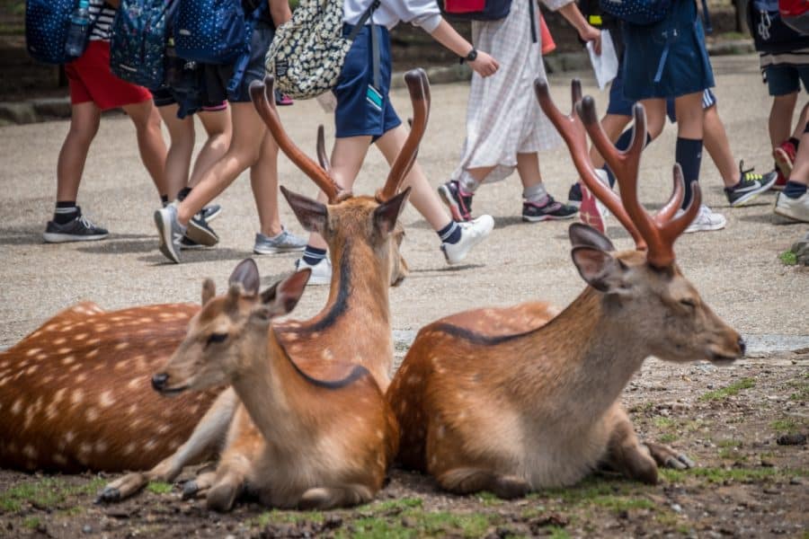 Viaggio in Giappone - Nara