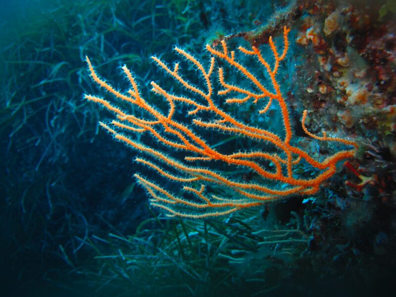 Ventotene