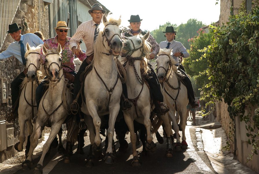 Cosa vedere in Camargue