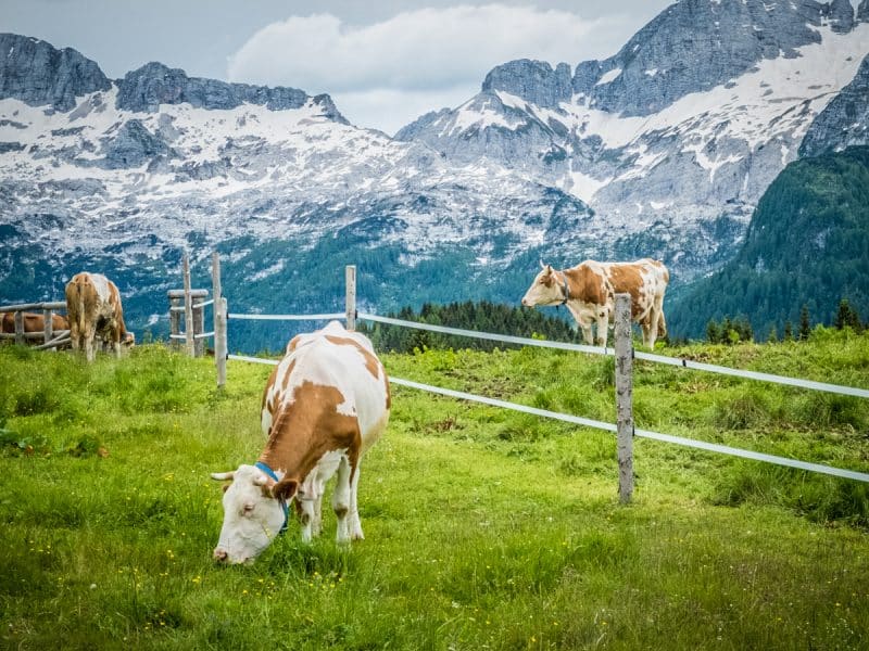 Cosa vedere in Friuli -Montasio