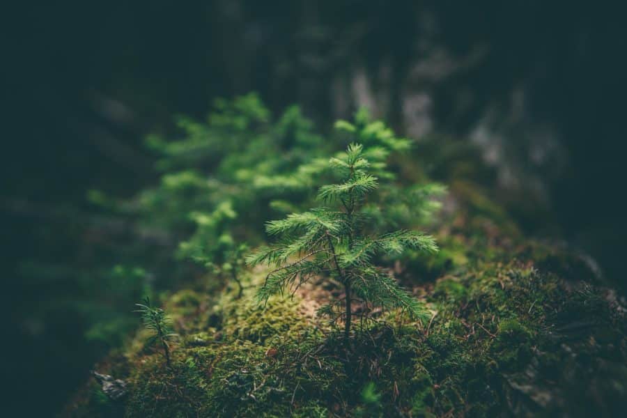Regali eco-sostenibili