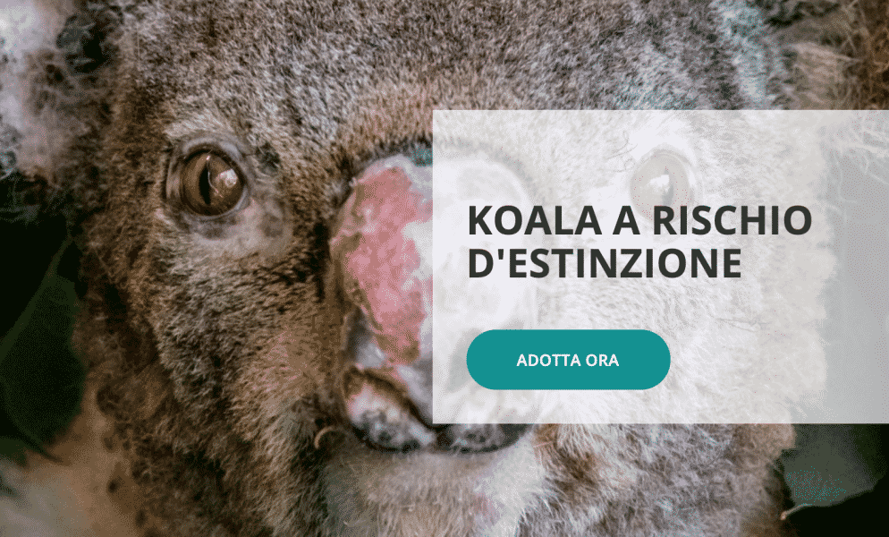 Regali solidali- WWF