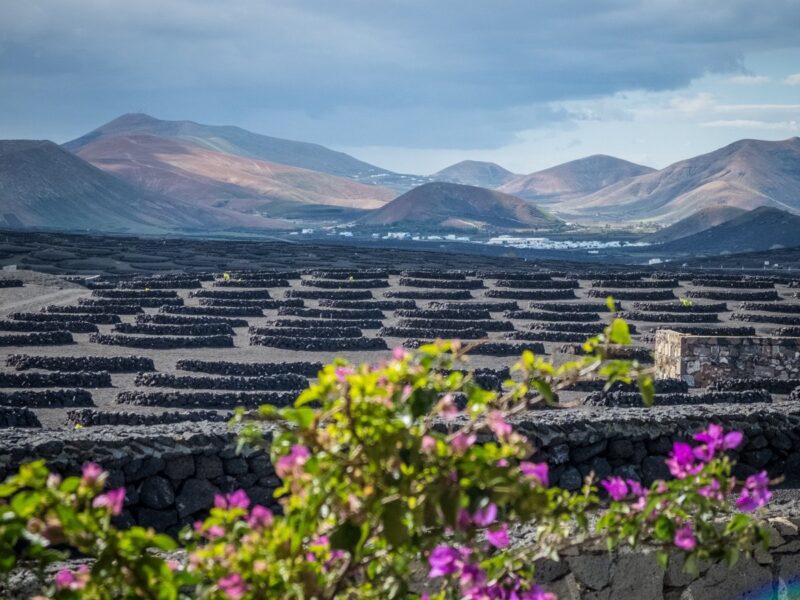 La Geria - Lanzarote