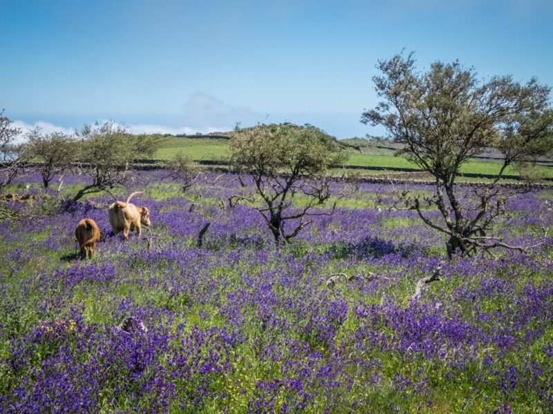 El Hierro cosa vedere