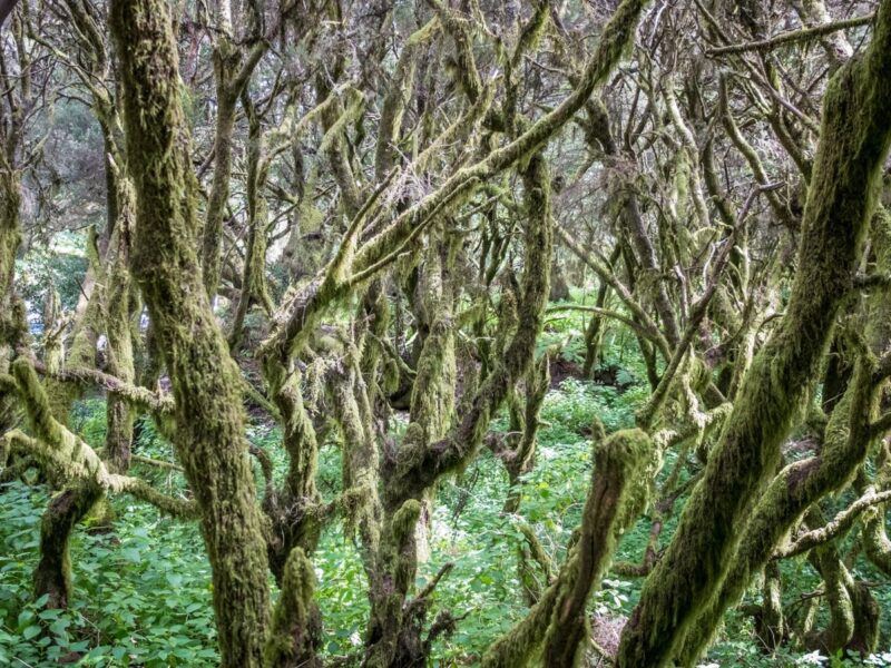 El Hierro cosa vedere: il bosco di laurisilva
