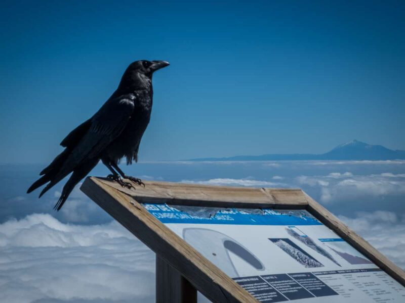 vista del Teide da Roques de los Muchachos (La Palma)