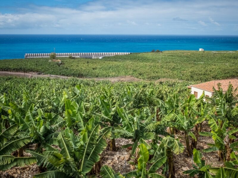 Bananeti a La Palma