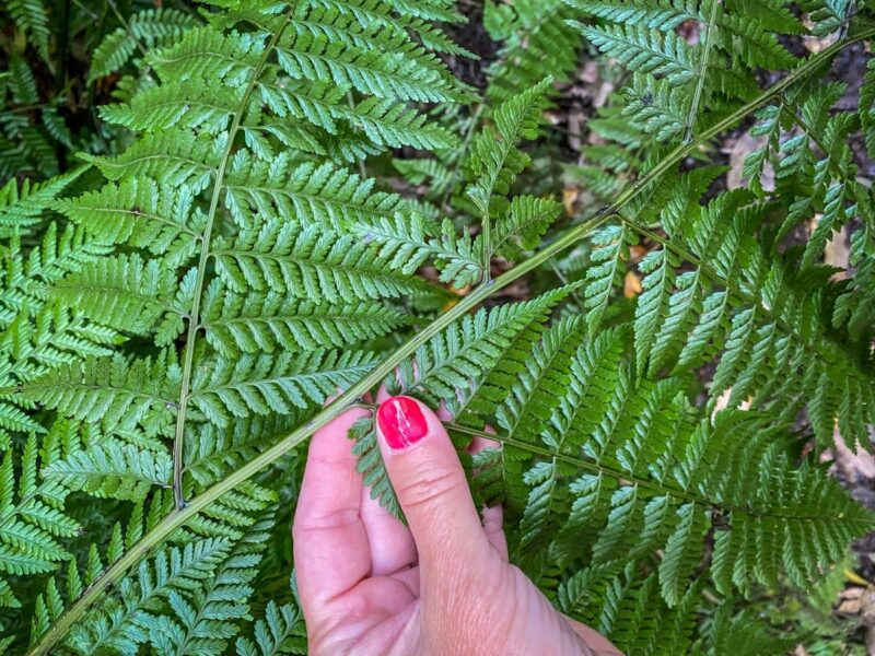 pianta di felce a Los Tilos