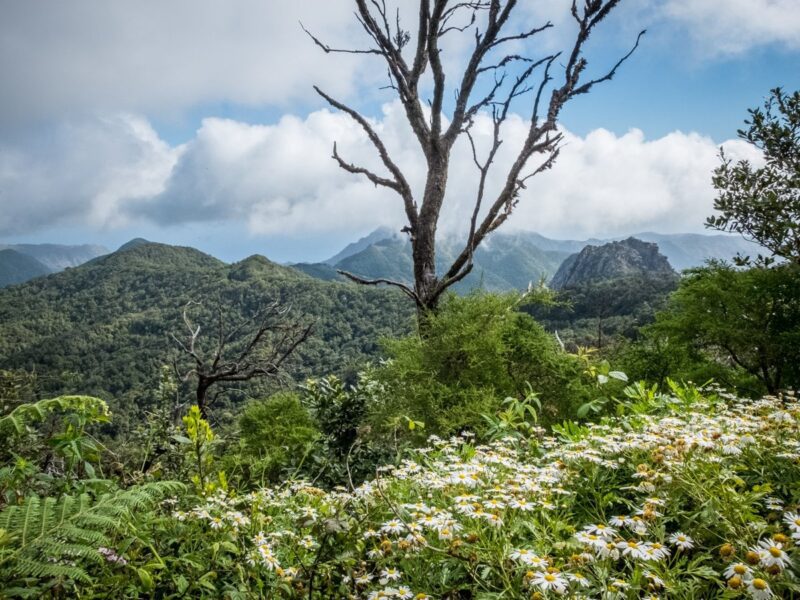 Parque National de Garajonay - La Gomera