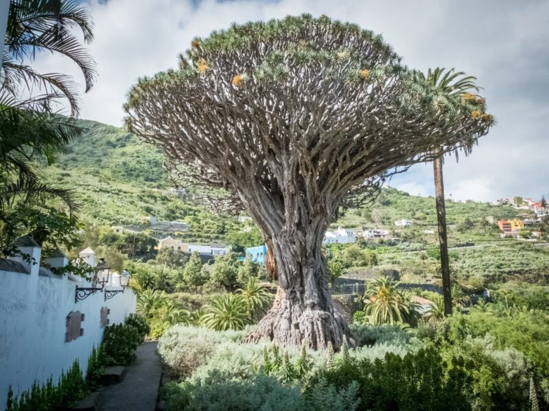 Drago Millenario - Tenerife