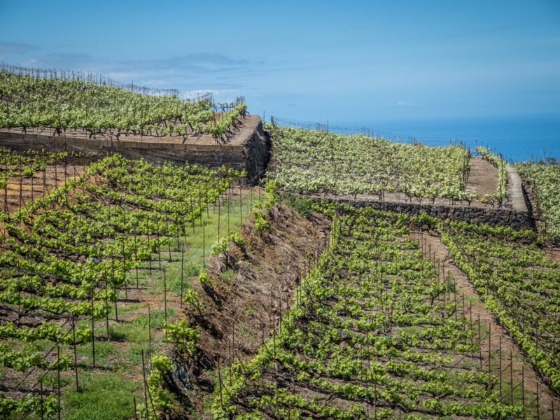 Bodega Monje - Tenerife