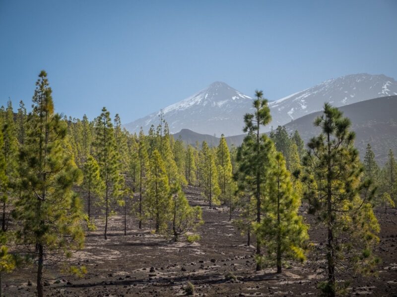 Trekking a Tenerife - Samara