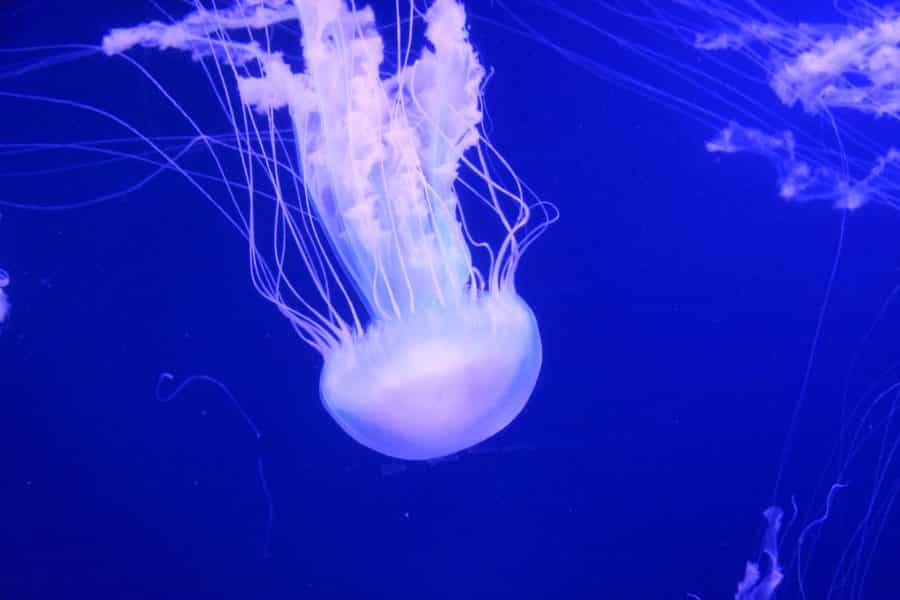 Oceanografic - Valencia