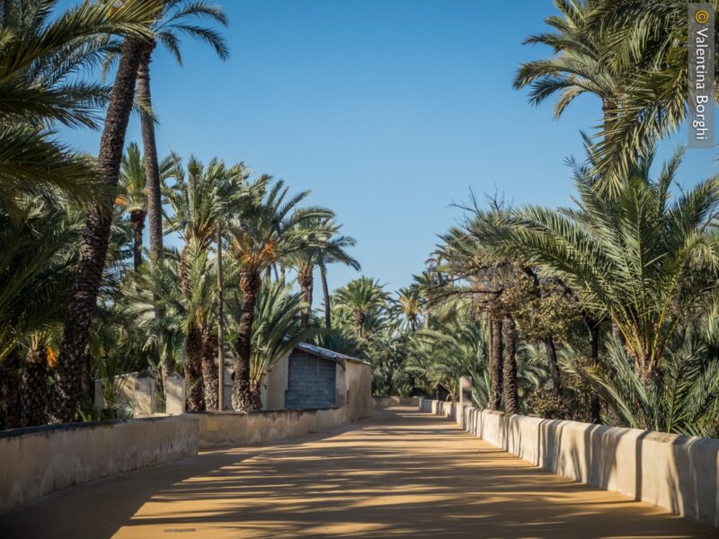 Cosa vedere in Costa Blanca - Elche