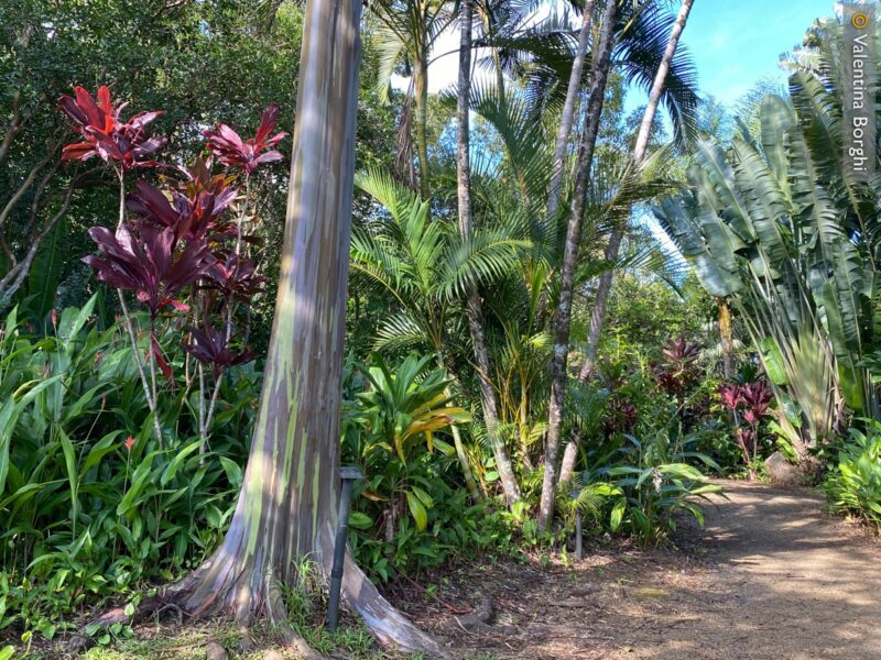 Road to Hana - Maui - Hawaii