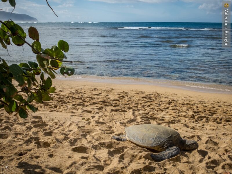 Oahu - North Shore