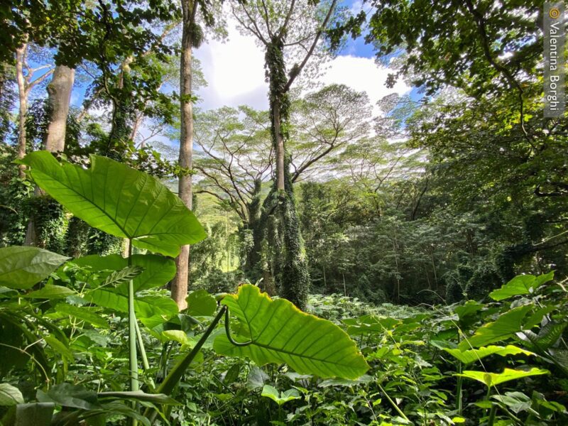 Oahu - Manoa Falls