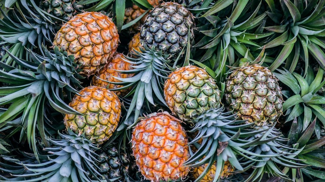 Ananas alla Dole Plantation