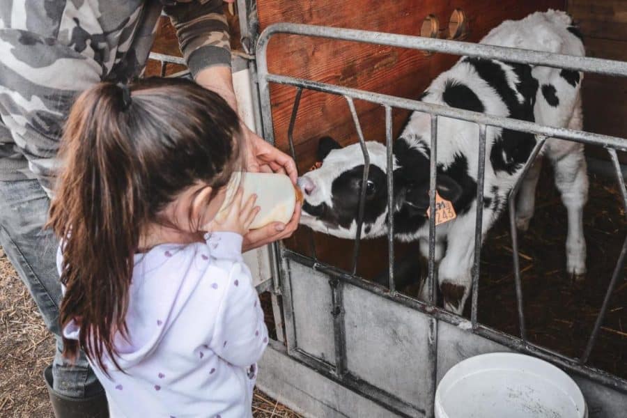 Agriturismo vicino Milano con animali