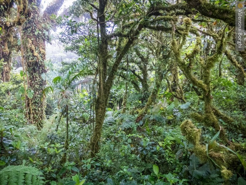 Bosque Nuboso Monteverde