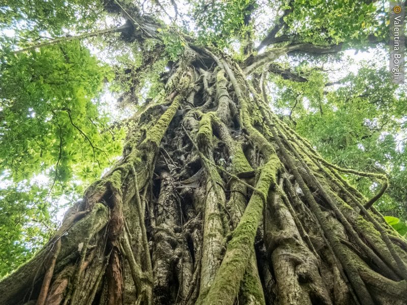 Bosque Nuboso Monteverde